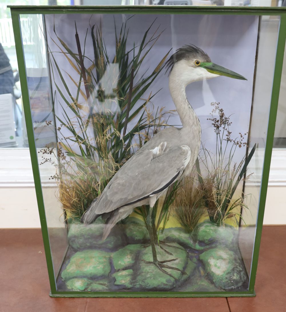 A taxidermic heron in glazed case with vegetation, by H. F. Cotton, Reigate, 61cm wide